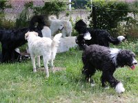 Puppys van Bliss040622-0077